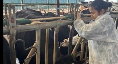 Hayvan sağlığını korumak için aşılama gerçekleştiriliyor