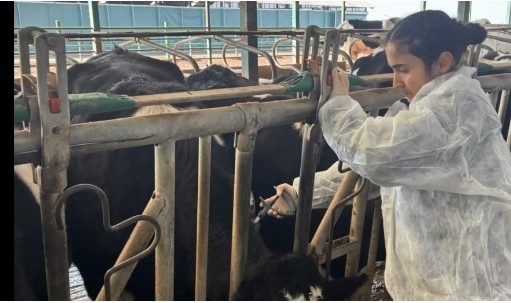 Hayvan sağlığını korumak için aşılama gerçekleştiriliyor