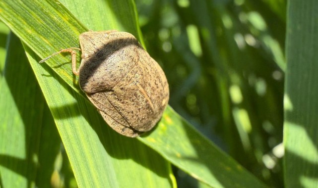 İpsala’da süne kışlak kontrolleri tamamlandı