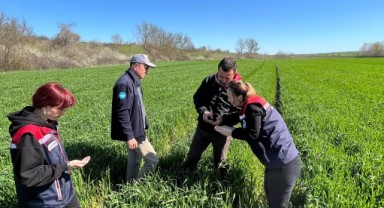 İpsala’da süne kışlak kontrolleri tamamlandı