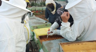 Kanola sezonu başladı: Arılar için doğal destek