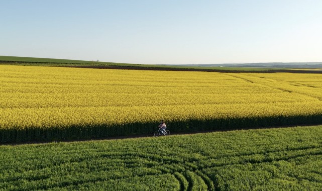 Kanola tarlaları agro turizmin yeni gözdesi