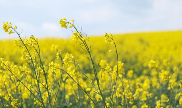 Kanola tarlaları kenti sarıya boyadı