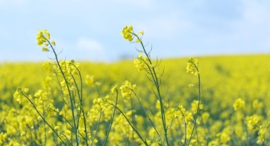 Kanola tarlaları kenti sarıya boyadı