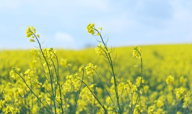 Kanola tarlaları kenti sarıya boyadı