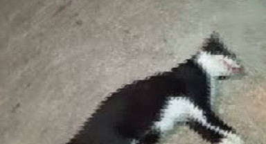 Kediyi tüfekle öldüren sanığa 5 ay hapis