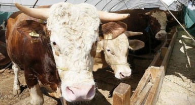 Kurban Bayramı öncesi tedbirler artırıldı