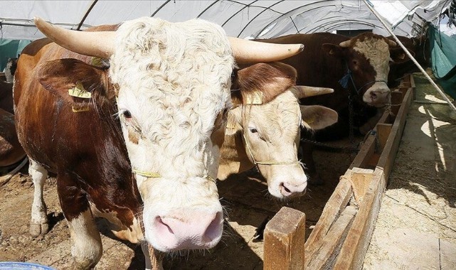 Kurban Bayramı öncesi tedbirler artırıldı