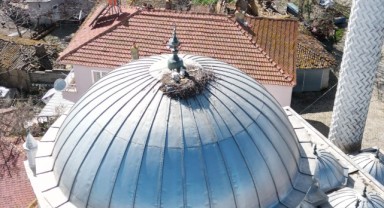 Leylekler 11 yıldır cami kubbesine yuva yapıyor