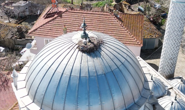 Leylekler 11 yıldır cami kubbesine yuva yapıyor