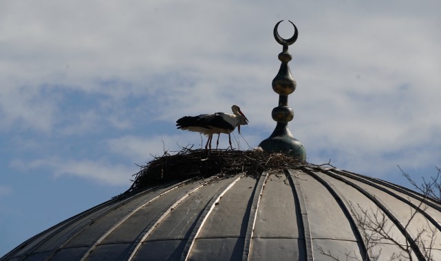 Leylekler 11 yıldır cami kubbesine yuva yapıyor