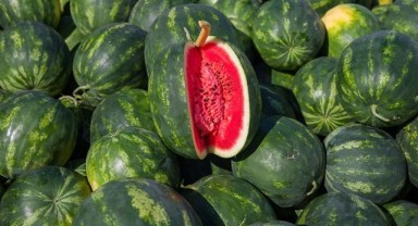 Meriç, İpsala ve Merkez’de karpuz üreticisine TAKE desteği