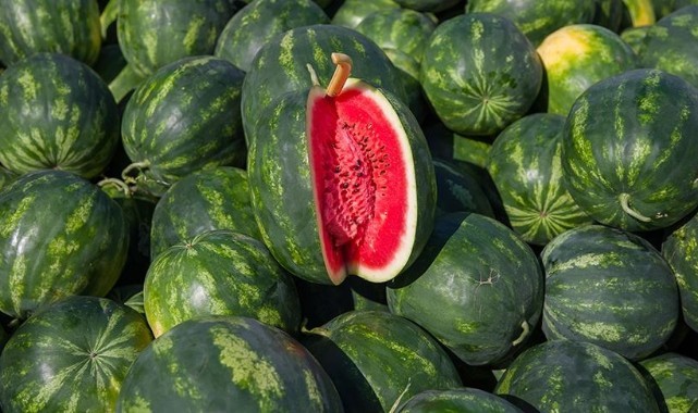 Meriç, İpsala ve Merkez’de karpuz üreticisine TAKE desteği