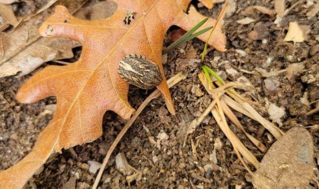 Süneye karşı sahada kapsamlı çalışma başlatıldı