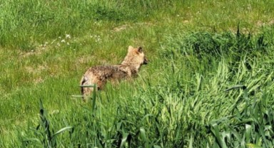 Tarlaya inen çakal kısa süreli tedirginlik yarattı