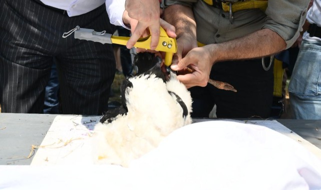 Trakya'da 500 leylek ve 100 şah kartalı halkalanacak