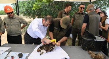 Trakya'da 500 leylek ve 100 şah kartalı halkalanacak