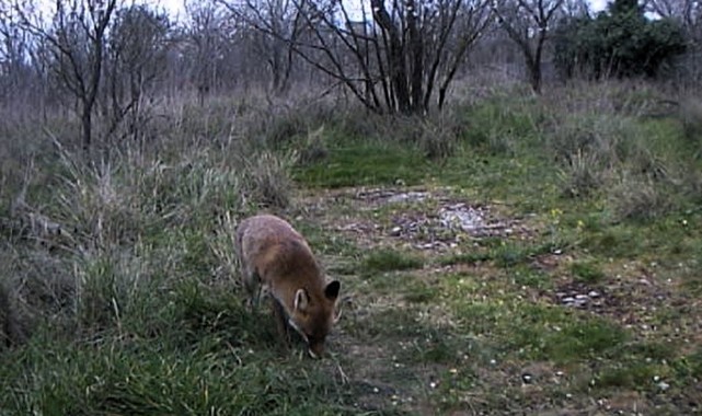 Yaban hayatı foto kapanlarla görüntülendi