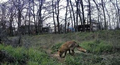 Yaban hayatı foto kapanlarla görüntülendi