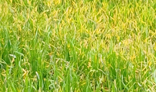 Ziraat ekipleri sahada: Üreticiye önemli uyarılar