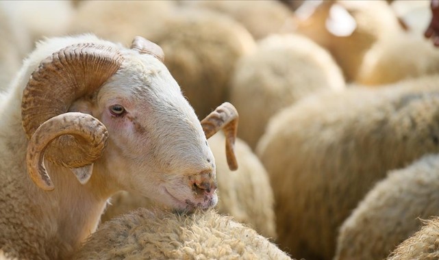 Ziraat Odası kurbanlık fiyat listesini açıkladı