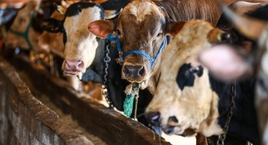 Ziraat Odası kurbanlık fiyat listesini açıkladı