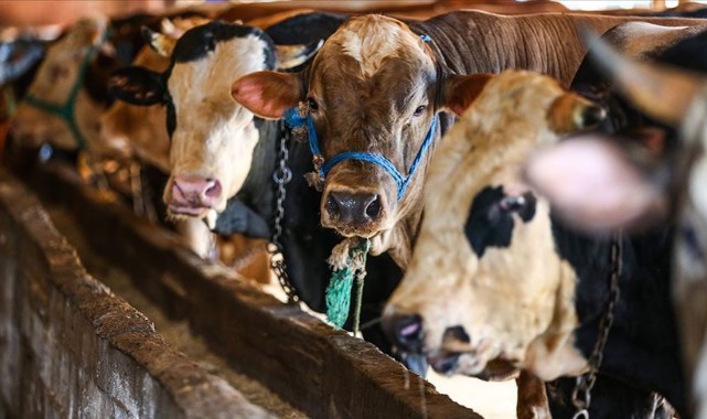 Ziraat Odası kurbanlık fiyat listesini açıkladı