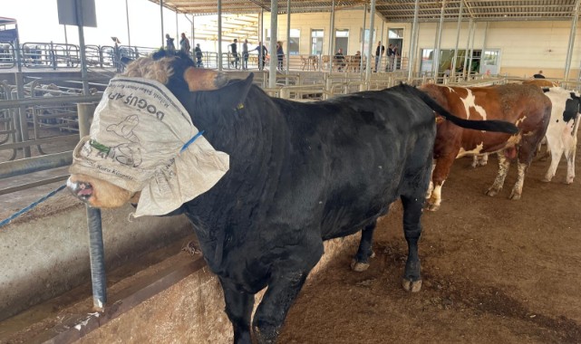 800 kilogram dana ilgi odağı oldu