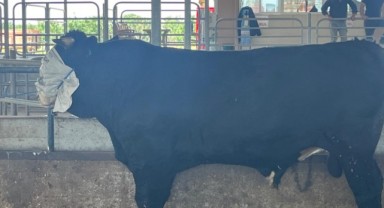 800 kilogram dana ilgi odağı oldu