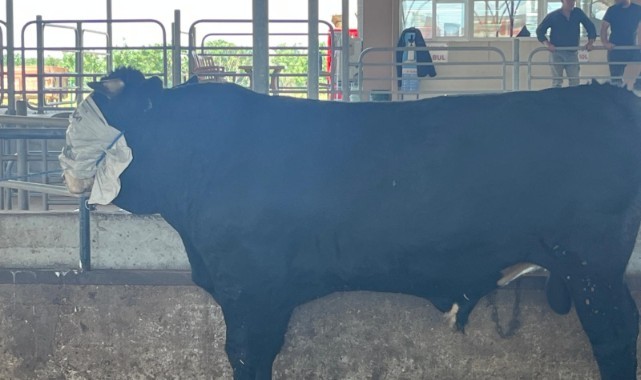 800 kilogram dana ilgi odağı oldu