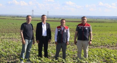 Anıza ayçiçeği ekimi yerinde incelendi