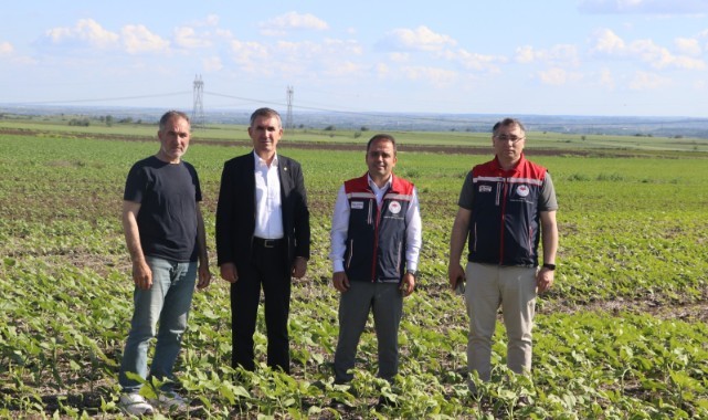 Anıza ayçiçeği ekimi yerinde incelendi