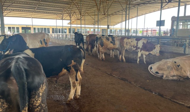 Edirne’de kurbanlık satış alanlarında sıkı denetim