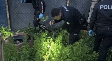 Evinde uyuşturucu serası kuran şahıs yakalandı