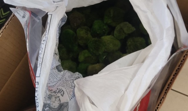 Kapıkule’de kaçak canlı alg operasyonu