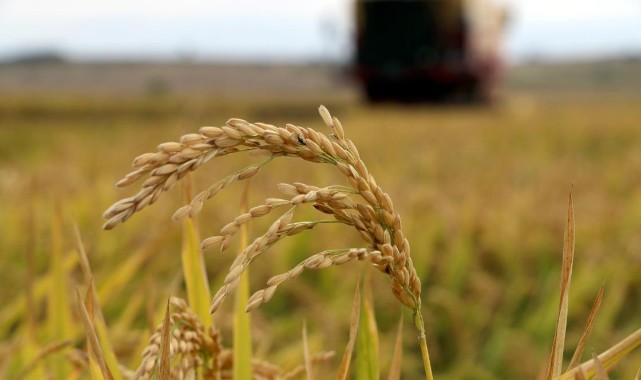 Üreticiler tarlada: çeltik sezonu için geri sayım