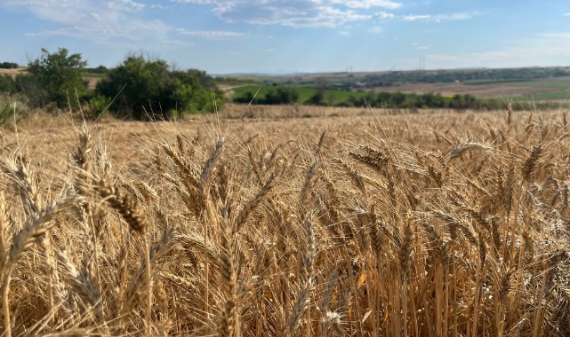 Edirne ovasında hasat sevinci başladı