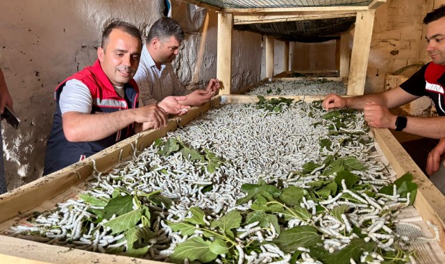 İpek böcekçiliği yeniden canlanıyor