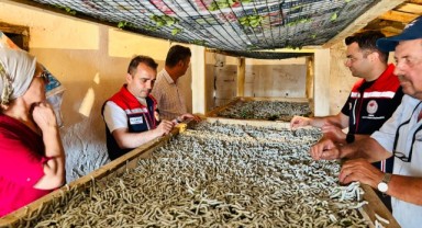 İpek böcekçiliği yeniden canlanıyor