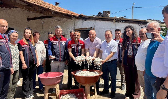 İpek böceklerinden 200 kilogram koza elde edildi