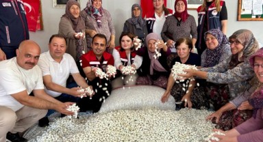 İpek kozaları toplandı, emek karşılık buldu