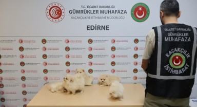 Kapıkule'de 6 Pomeranian yavrusu kaçakçılığına geçit verilmedi