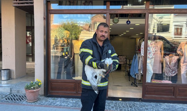 Panjurlara sıkışan martı ekiplerin müdahalesiyle kurtarıldı