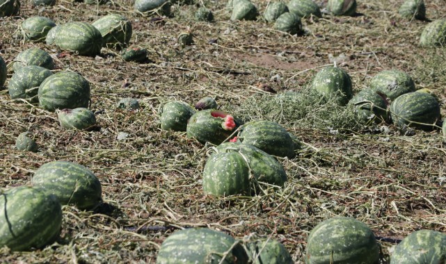 35 bin dekar tarım alanı zarar gördü