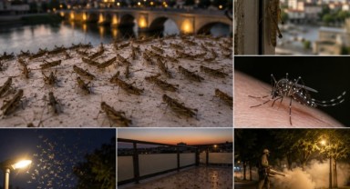 Akşam olunca camlar kapanıyor! Edirne'de haşere alarmı