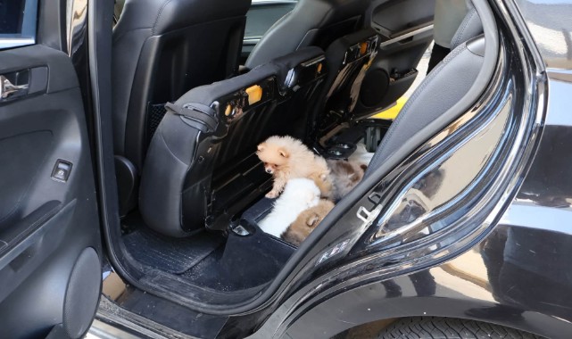 Araç Koltuğunun Altında 5 Pomeranian Cinsi Köpek Bulundu