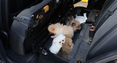 Araç Koltuğunun Altında 5 Pomeranian Cinsi Köpek Bulundu