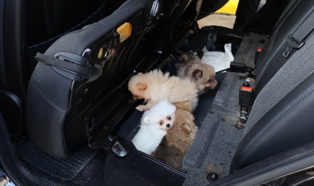 Araç Koltuğunun Altında 5 Pomeranian Cinsi Köpek Bulundu