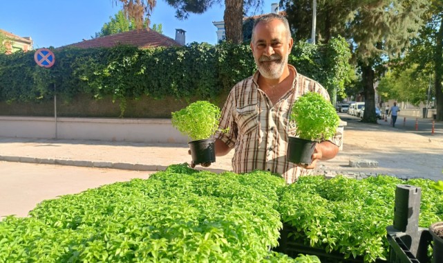 Edirneliler Kimyasal Yerine Top Fesleğeni Tercih Ediyor