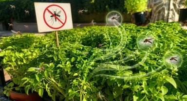 Edirneliler Kimyasal Yerine Top Fesleğeni Tercih Ediyor